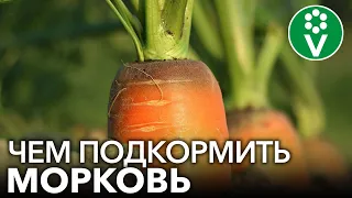 МОРКОВЬ НЕ ЛЮБИТ ЗОЛУ?! Подкармливаем морковь правильно для богатого урожая