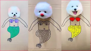 Tik Tok Chó Phốc Sóc Mini 😍 Funny and Cute Pomeranian #25