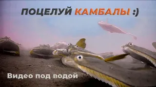 Любопытная камбала! Подводная съёмка камбалы в море на глубине 30 метров. Сахалин.