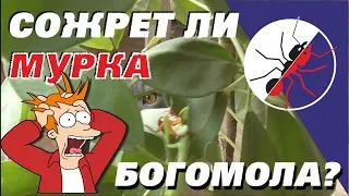 СОЖРЕТ ли МУРКА БОГОМОЛА?