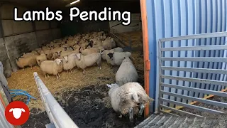 Bringing the SHEEP home for LAMBING!