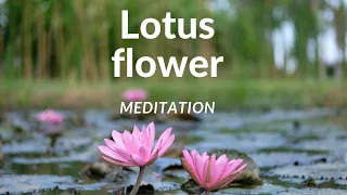 Lotus Flower Guided Meditation