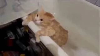 Коты боятся воды - Cats are afraid of water