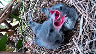 Scrub Jay Hatchlings 2018, Director's Cut.