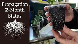 🌹 Propagation 2-Month Status & Next Steps // Rose, Ivy & Boxwood Propagation with Hormones