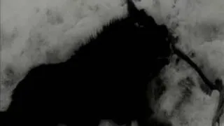 Tarkovsky - Andrei Rublev - dog scenes