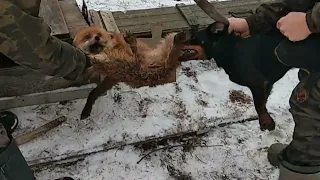 Притравка ягдтерьера по лисе в искусственной норе.