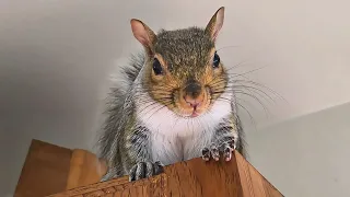 Squirrel Warning Sounds ASMR