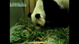 Первое рождение панды на Тайване (новости)