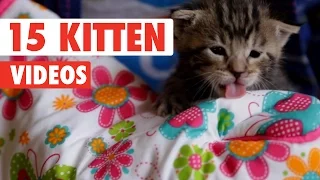 15 Funny Kitten Videos Compilation 2016
