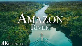 Amazon River 4k - Pink Dolphins In One Of The World’s Largest Rivers | Scenic Relaxation Film