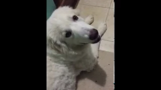 A great Pyrenees "puppy" misses her owner right after he leaves.