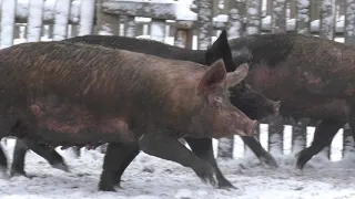 Содержание поросят зимой в открытом вольере