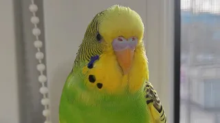 Федюша - попугай. Энергичная спортивная минутка🤸#budgie #волнистыйпопугайчик #parrot