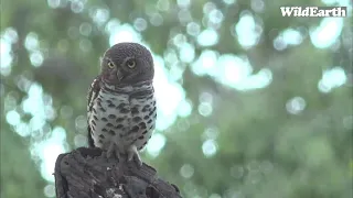 WildEarth - Sunset Safari - 31 January 2022