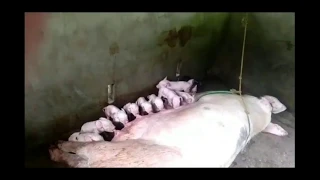 THE BIRTH OF 15 PIGLETS || GREAT MOTHER PIG GIVES BIRTH