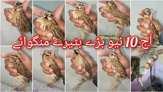 Ajj 10 New Bataire Mangwaye 16. 4.2024 | Latest Quails Hunting | آج نئے بٹیروں کی پیٹی منگوائی