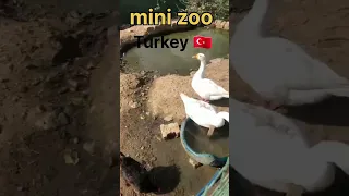 mini zoo Istanbul 🐎🦢🦋🐓#ytshorts #shots