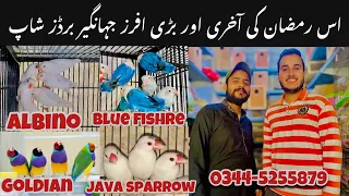 Jhangir birds shop college road Rawalpindi || Last time offer ka fida uthye #birdsmarket