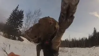 GoPro Moose Attack