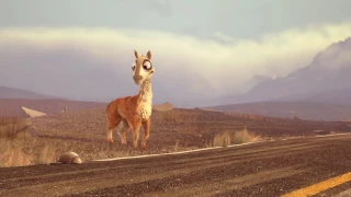 Caminandes Episode 1   Llama Drama