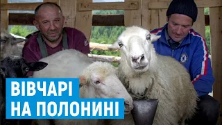 Доїння овець та сонячні панелі: як сучасні вівчарі Путильщини продовжують багатовікову традицію