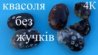 ЖУЧКИ у квасолі. Вчимося їх виганяти:)