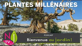 QUI SONT LES PLUS VIEUX SPÉCIMENS DU MONDE VÉGÉTAL ENCORE VIVANTS ? DÉCOUVREZ LES PLANTES MATHUSALEM