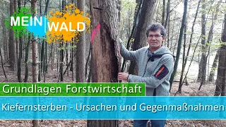 Kiefernsterben - Ursachen und was du dagegen tun kannst