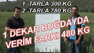 1 Dekardan 780 Kg Buğday Verimi nasıl alınır?