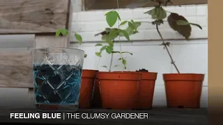 CLUMSY GARDENER | Feeling blue