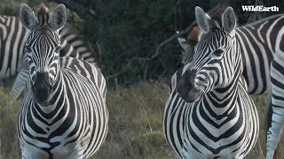 Sassy Zebras