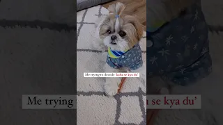 Guys please decode what she wants #murphy #confused #funnydogs #shortvideo #shihtzu