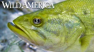 Wild America | S6 E6 Billion Dollar Bass | Full Episode HD