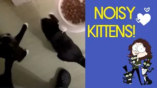 Noisy kittens waiting for dinner! | Cat Bowing for Food | Italian Greyhound Dog Loves Her Kittens