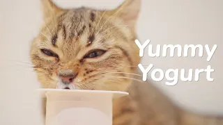 Kittens ASMR Eating Yogurt For the First Time - Day 81 @ Baby Kittens 100 Days Growing Up Vlogs