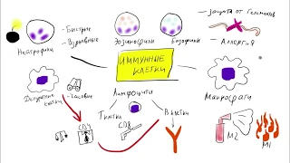 Иммунная система: основы