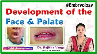 Development of the Face and Palate : Human Embryology by Dr Rajitha