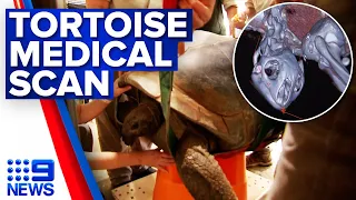 Giant 104-year-old tortoise leaves zoo for medical scan | 9 News Australia