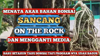 PROGRAM AKAR LANJUTAN BAHAN BONSAI SANCANG ON THE ROCK DAN MENGGANTI MEDIA TANAM