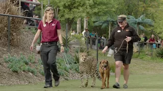 Cheetah & Puppy Playtime - Ruuxa, Raina & Rae Romp Around