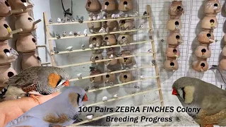 100 Pairs Zebra Finch Colony / Breeding Progress