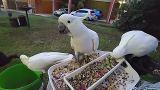 Last birbs of the day. Late snack for wild cockatoos.
