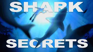 Exploring The Mysteries Of Great White Sharks | Great White Shark Hunt | Wild Water