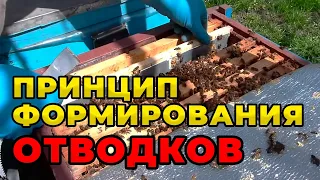 Как сделать отводок пчел и получить максимальное количество меда