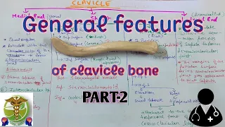 CLAVICLE ANATOMY l General features PART-2