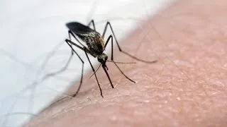 Georgia mosquito population to explode