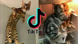 Tik Tok Baby Cats - Funny and Cute Baby Cat Videos #32