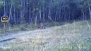 A Stealthy Cougar on the Prowl