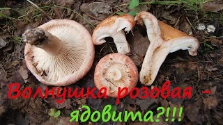 Волнушка розовая - ядовита ?!!!